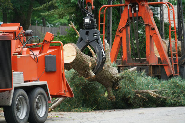 Trusted Orangeburg, SC Tree Removal Experts